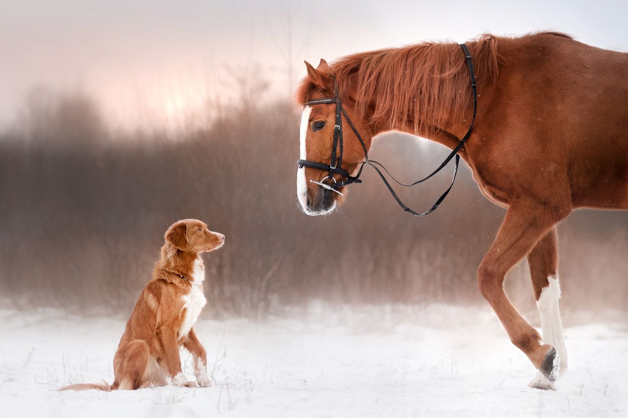 Hund och häst som kan få hjälp av djurkommunikatör